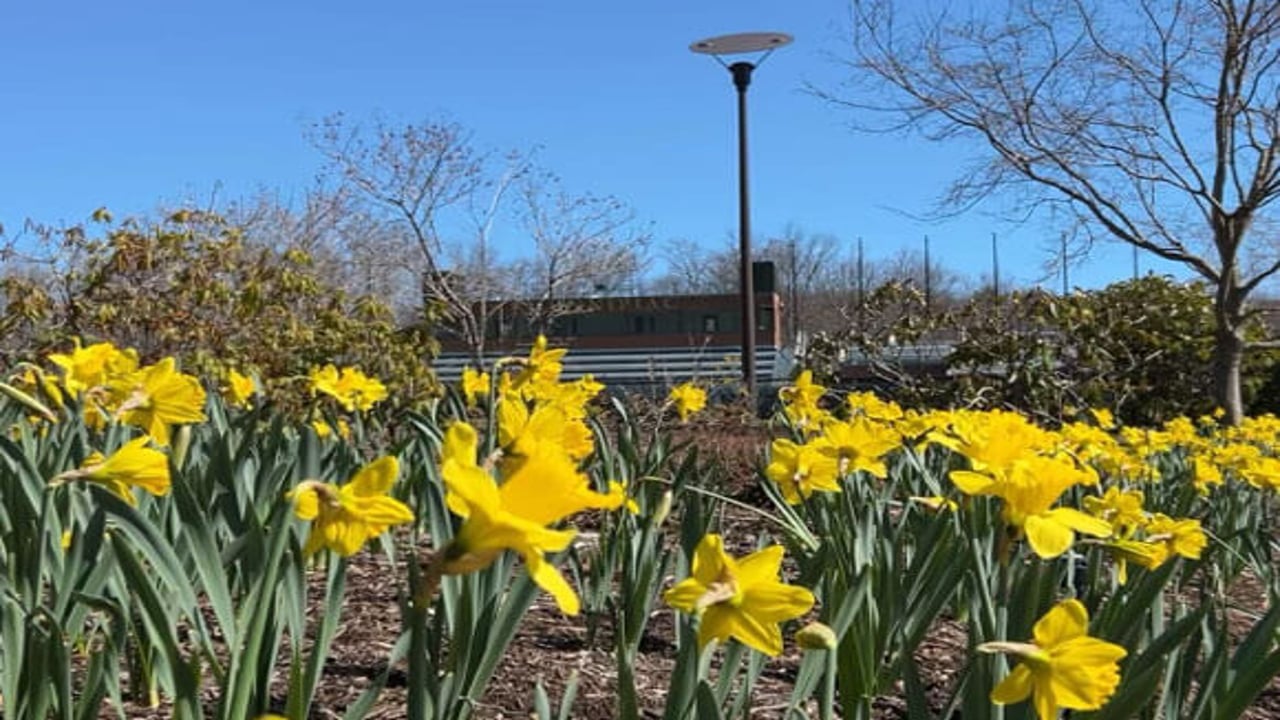 Wide view of yellow daffodils
